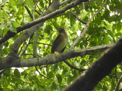 Turdus obscurus