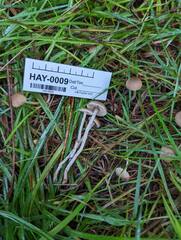 Sagaranella tylicolor