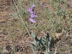 Penstemon secundiflorus