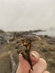 Flammulina velutipes