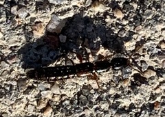 Xantholinus longiventris