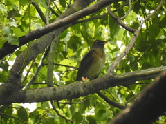 Turdus obscurus