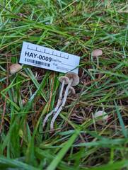 Sagaranella tylicolor