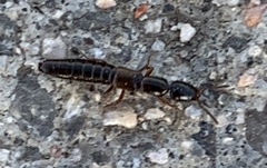 Xantholinus longiventris