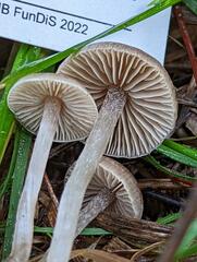 Sagaranella tylicolor