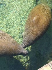 Trichechus manatus latirostris
