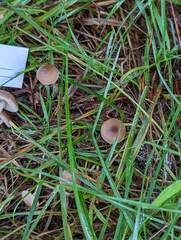 Sagaranella tylicolor