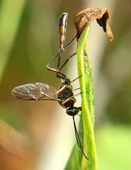 Anomalon reticulatum