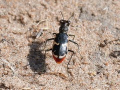 Cicindela schauppii