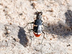 Cicindela schauppii
