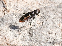 Cicindela schauppii