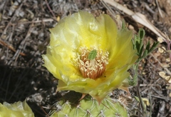 Opuntia polyacantha