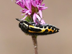 Acmaeodera scalaris