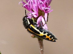 Acmaeodera scalaris