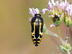 Acmaeodera scalaris
