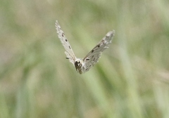 Parnassius smintheus