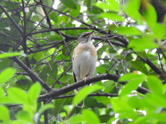 Turdus obscurus