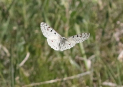 Parnassius smintheus