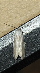 Prionopterina grammatistis