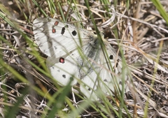 Parnassius smintheus