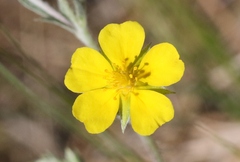 Potentilla hippiana