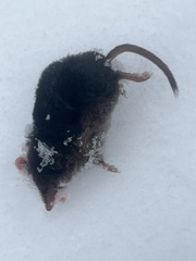 Sorex arcticus