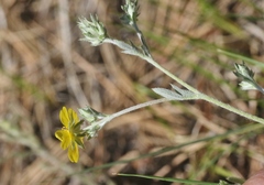 Potentilla hippiana