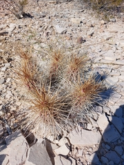 Echinocereus stramineus