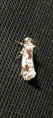 Barea confusella