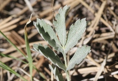 Potentilla hippiana