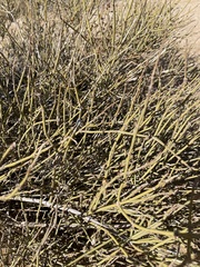 Ephedra aspera
