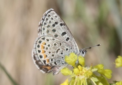 Euphilotes ancilla