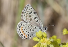 Euphilotes ancilla