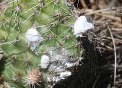 Dactylopius confusus