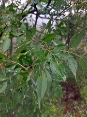 Fraxinus cuspidata