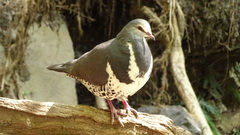 Leucosarcia melanoleuca