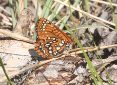 Euphydryas anicia capella