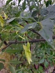 Fraxinus cuspidata
