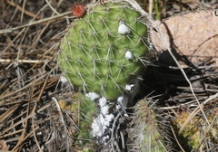 Dactylopius confusus