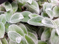 Tradescantia sillamontana