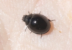 Exochomus aethiops