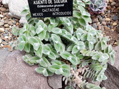 Tradescantia sillamontana