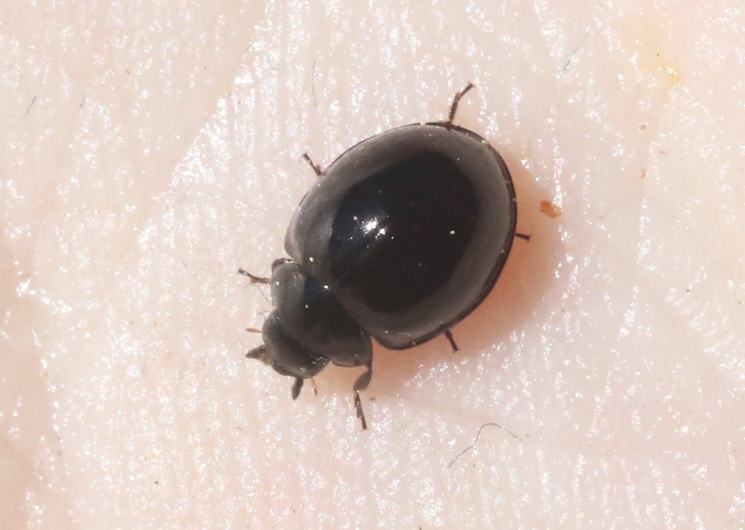 Exochomus aethiops (Bland, 1864)