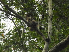 Glaucidium cuculoides