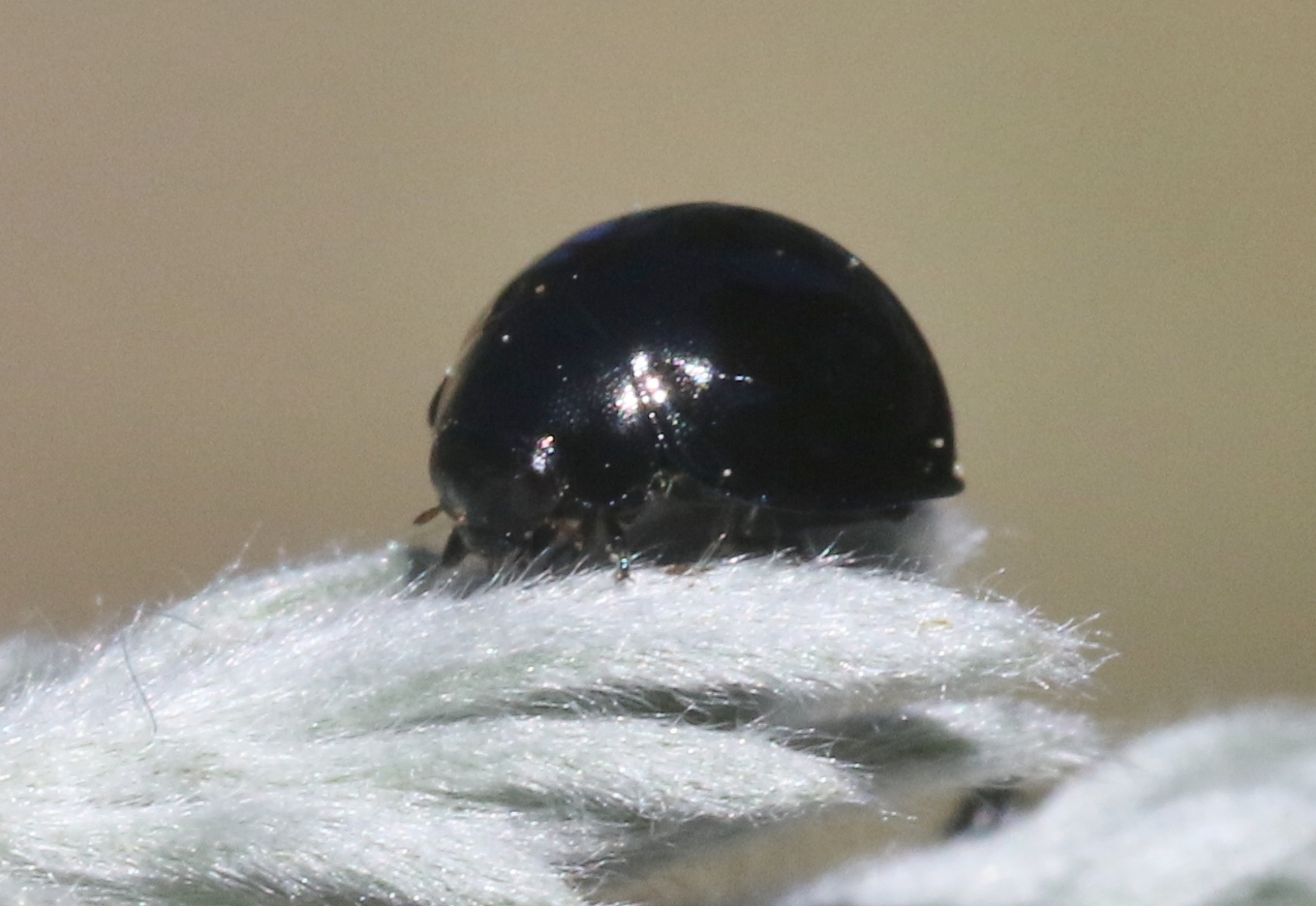 Exochomus aethiops (Bland, 1864)