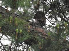 Glaucidium cuculoides