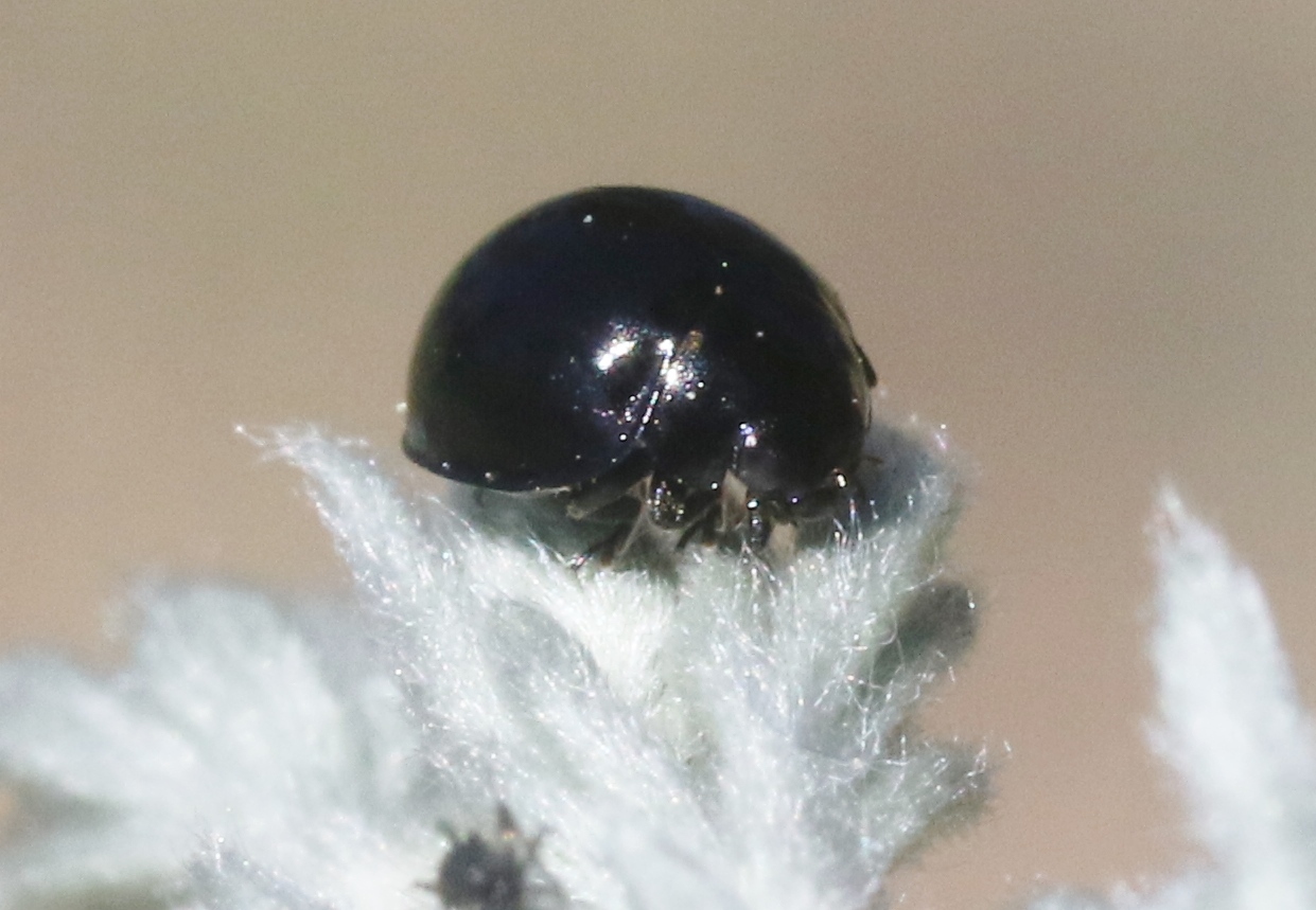 Exochomus aethiops (Bland, 1864)