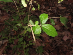 Staphylea trifolia
