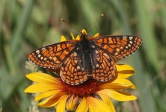 Euphydryas anicia capella