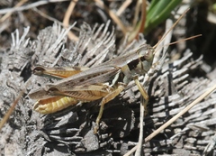Melanoplus confusus